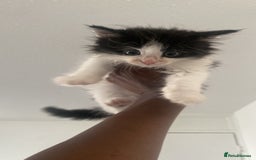 Maine Coon cats for sale: 4 Month-Old Male Kitten Maine Coon Mix  - Image 6