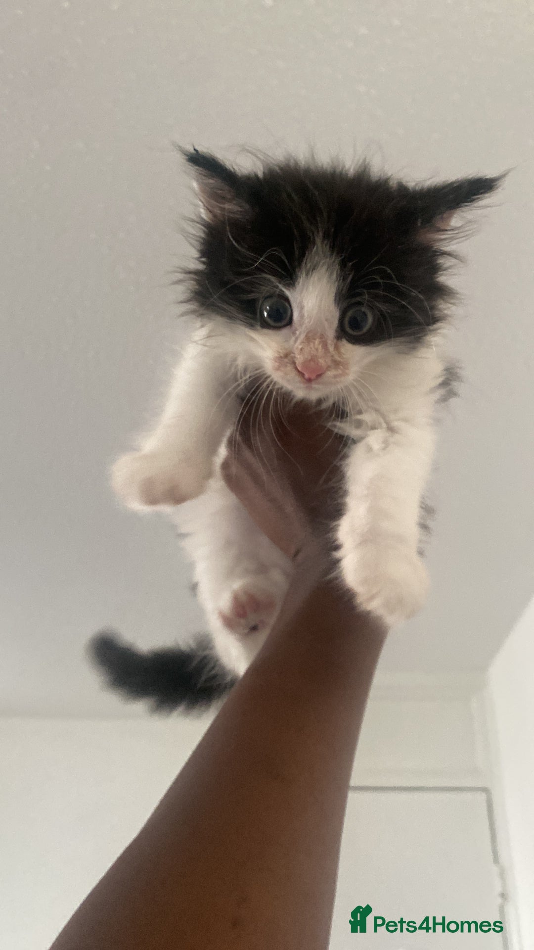 Maine Coon cats for sale: 4 Month-Old Male Kitten Maine Coon Mix  - Image 6