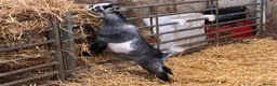 Goats livestock for sale: Castrated male Pygmy goat & intact Boer billy goat - Advert 10