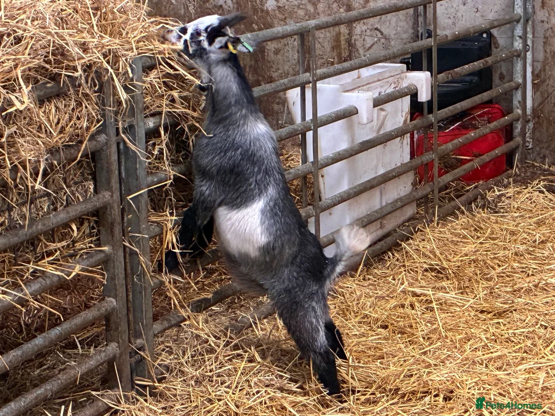 Goats livestock for sale: Castrated male Pygmy goat & intact Boer billy goat - Advert 10