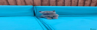 British Shorthair Purple 