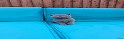 British Shorthair cats for sale: Beautiful British Shorthair kittens  - Advert 3