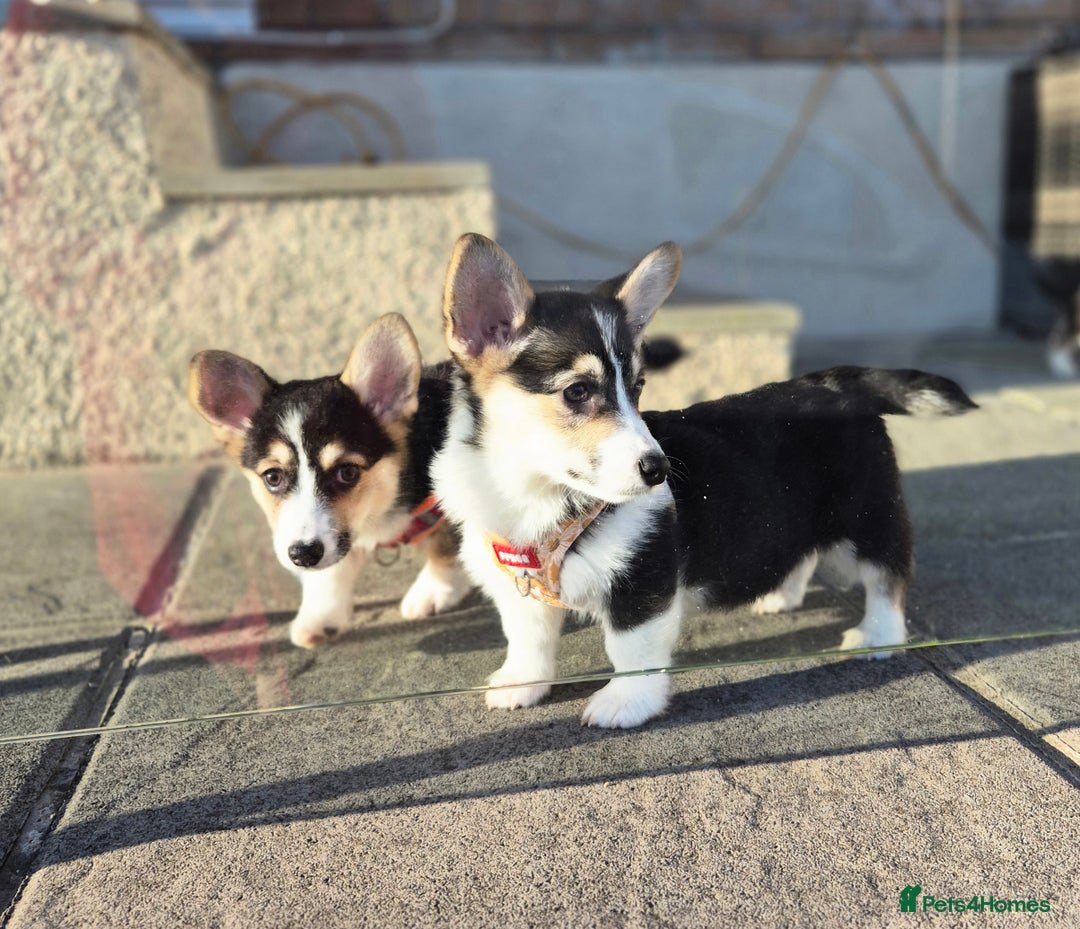 Welsh Corgi Pembroke dogs for sale: Kc reg 2 girls remaining bob & longtail - Advert 20