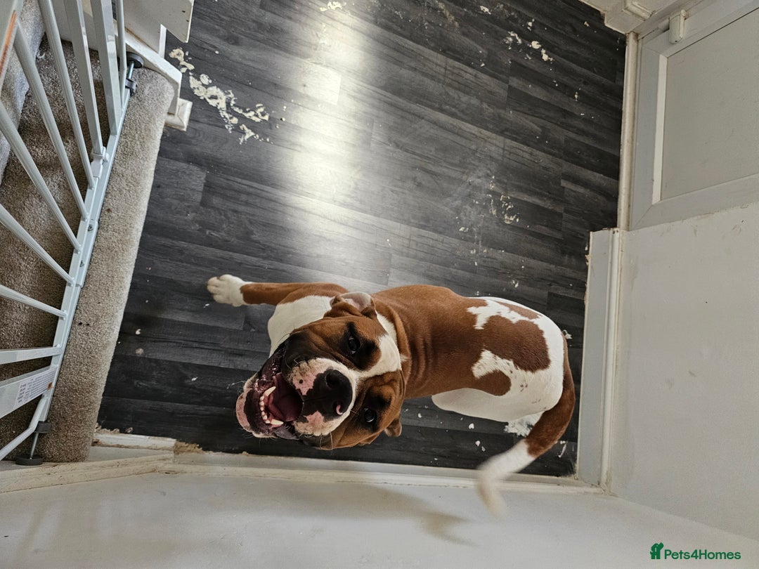American Bulldog dogs for sale: Female American Bulldog for sale - Image 2
