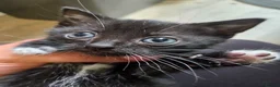 Mixed Breed cats for sale: Looking for homes - Advert 3