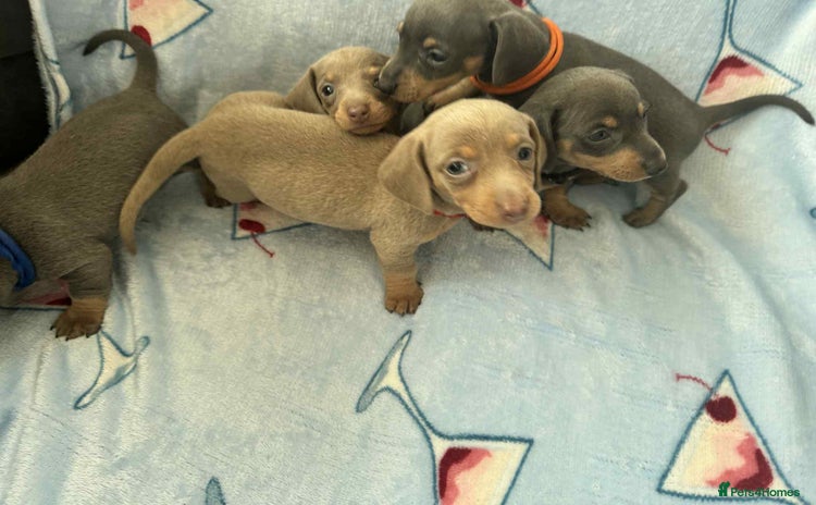 Dachshund dogs - Advert 2