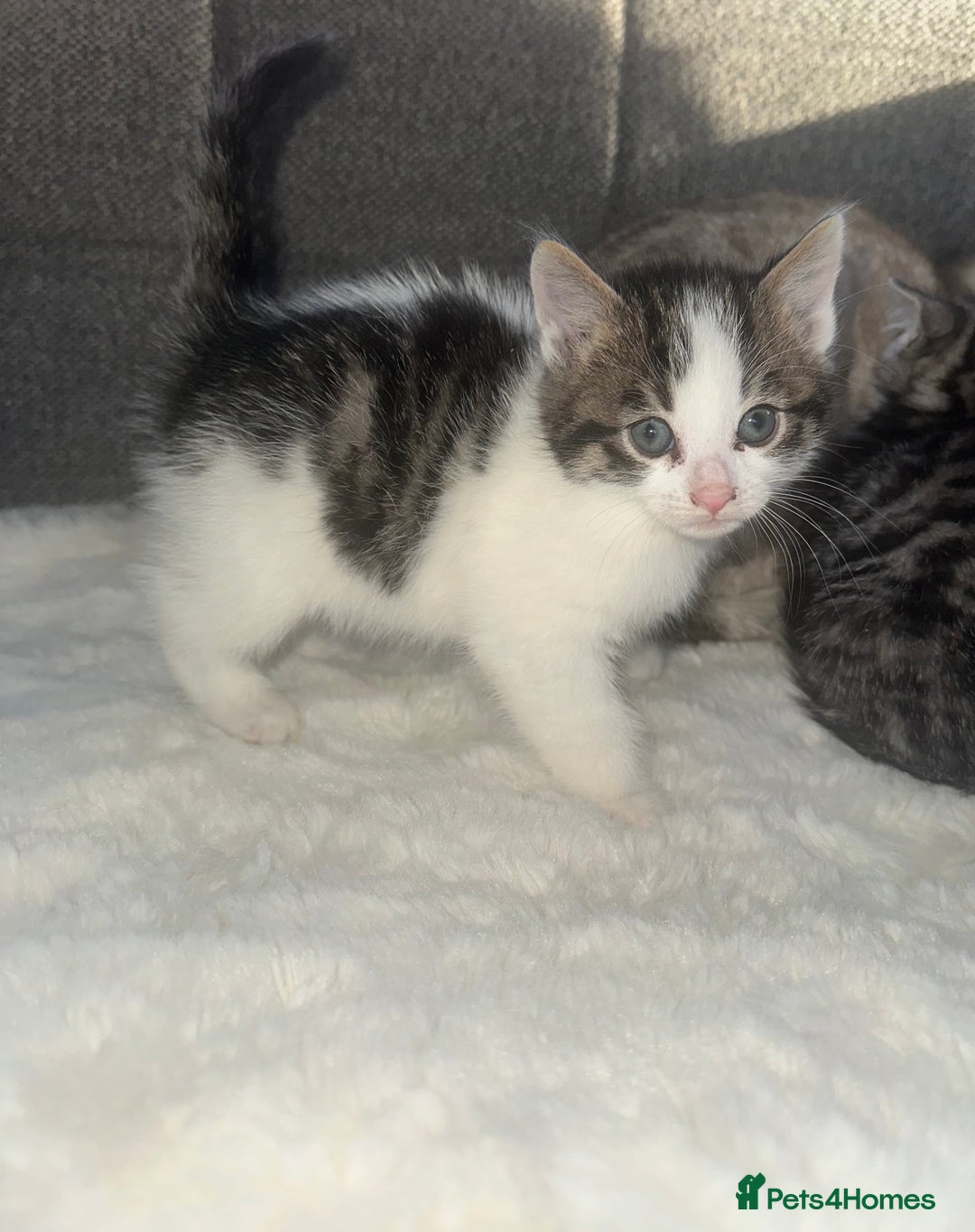 Bengal cats for sale: Bengal X tabby kittens - Advert 11