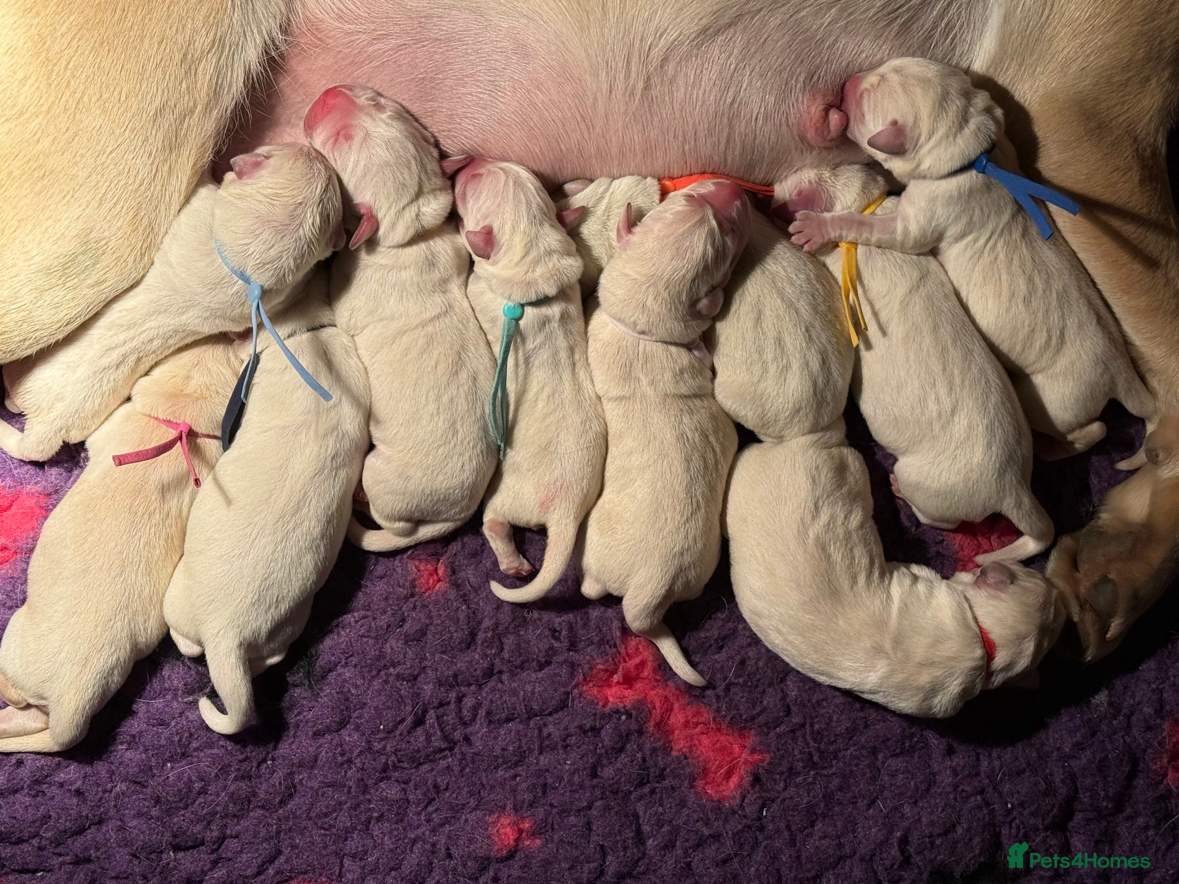 Labrador Retriever dogs 10 chunky Yellow/white labs 280 plus clear DNA - Advert 3