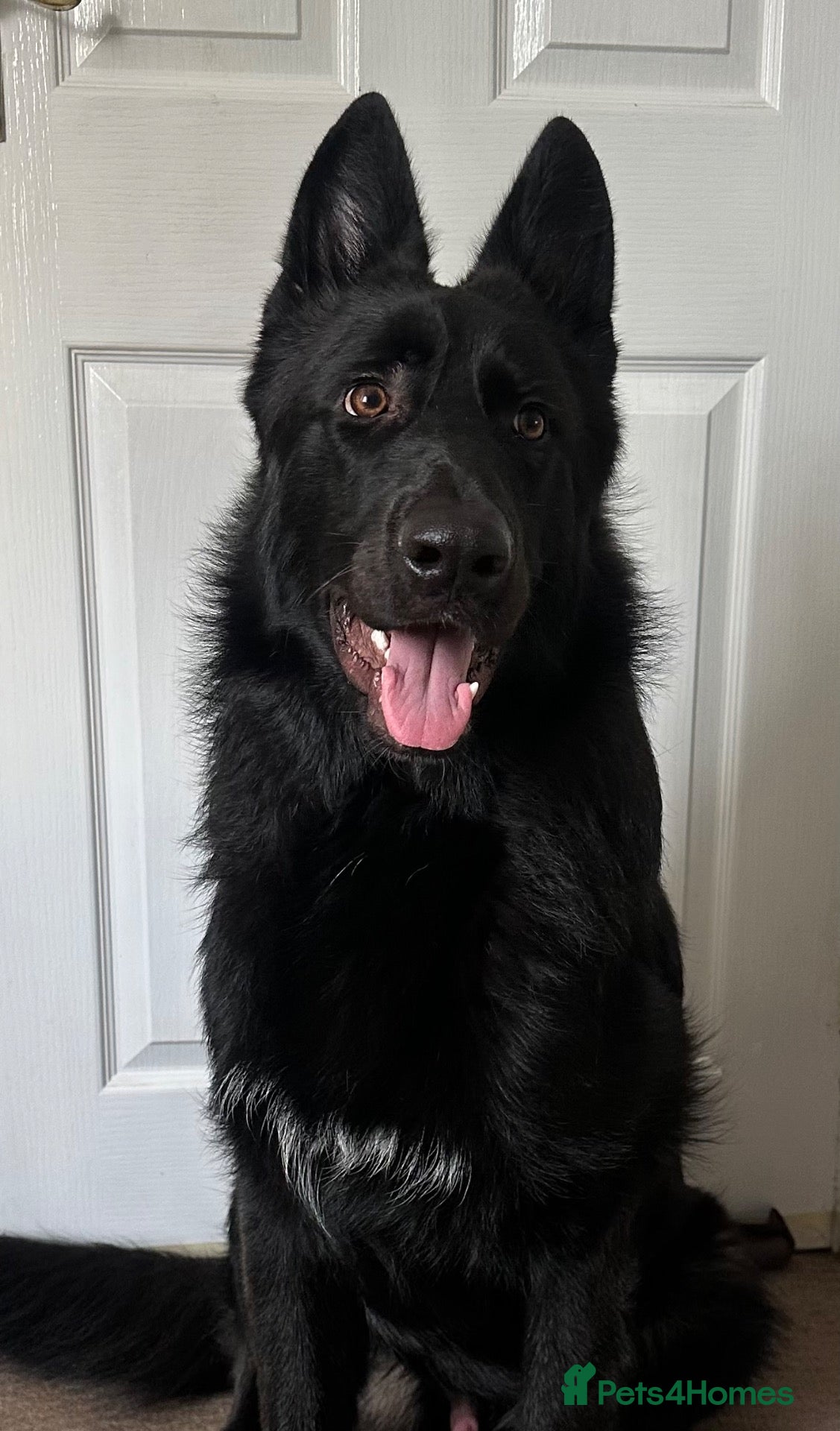 German Shepherd dogs Beautiful 9mth old black gsd  - Advert 6