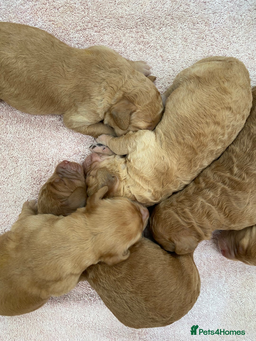 Labradoodle dogs for sale: F1 Red Miniature Labradoodles  - Advert 19