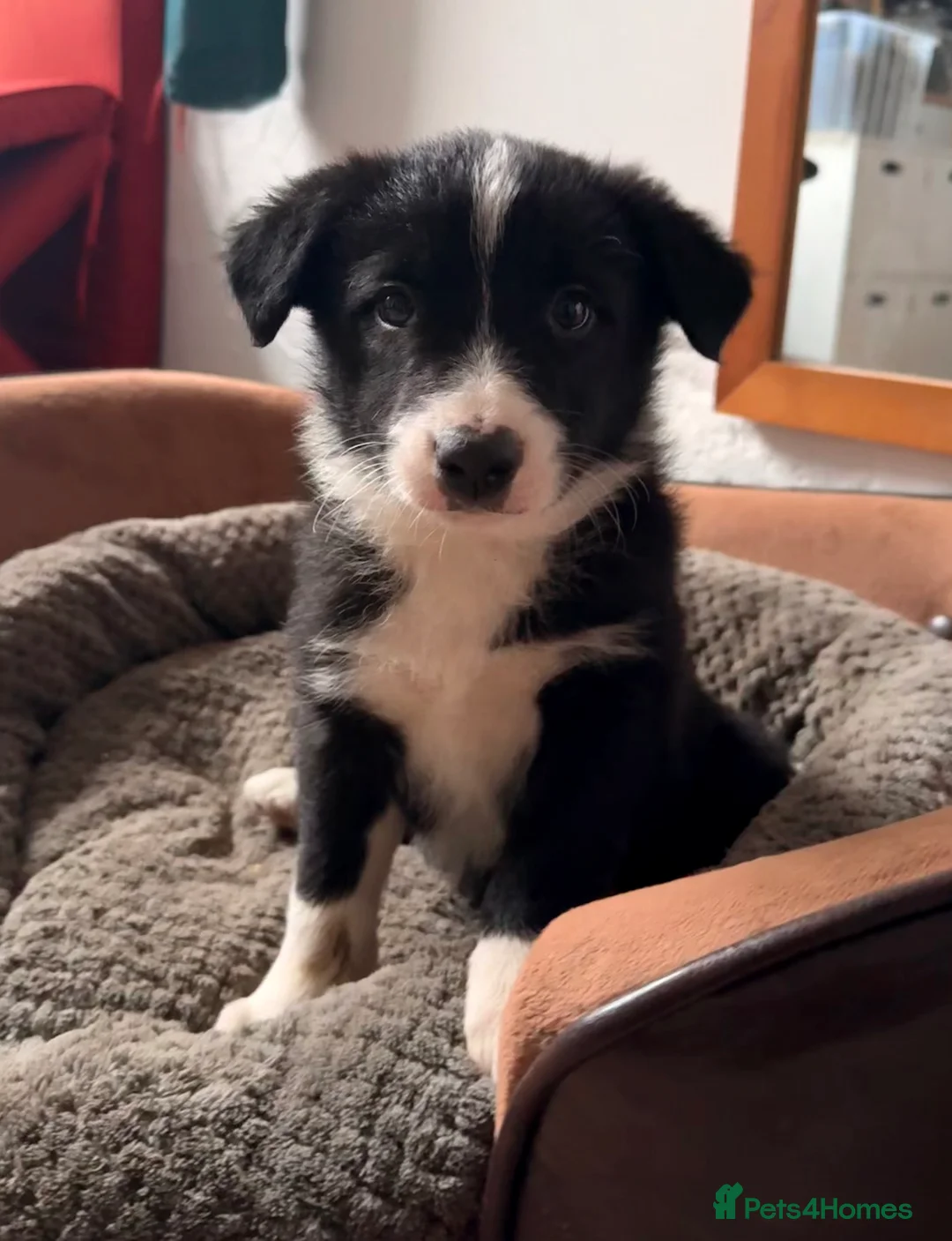 Border Collie dogs for sale: Gorgeous border collie puppies for sale  - Advert 7