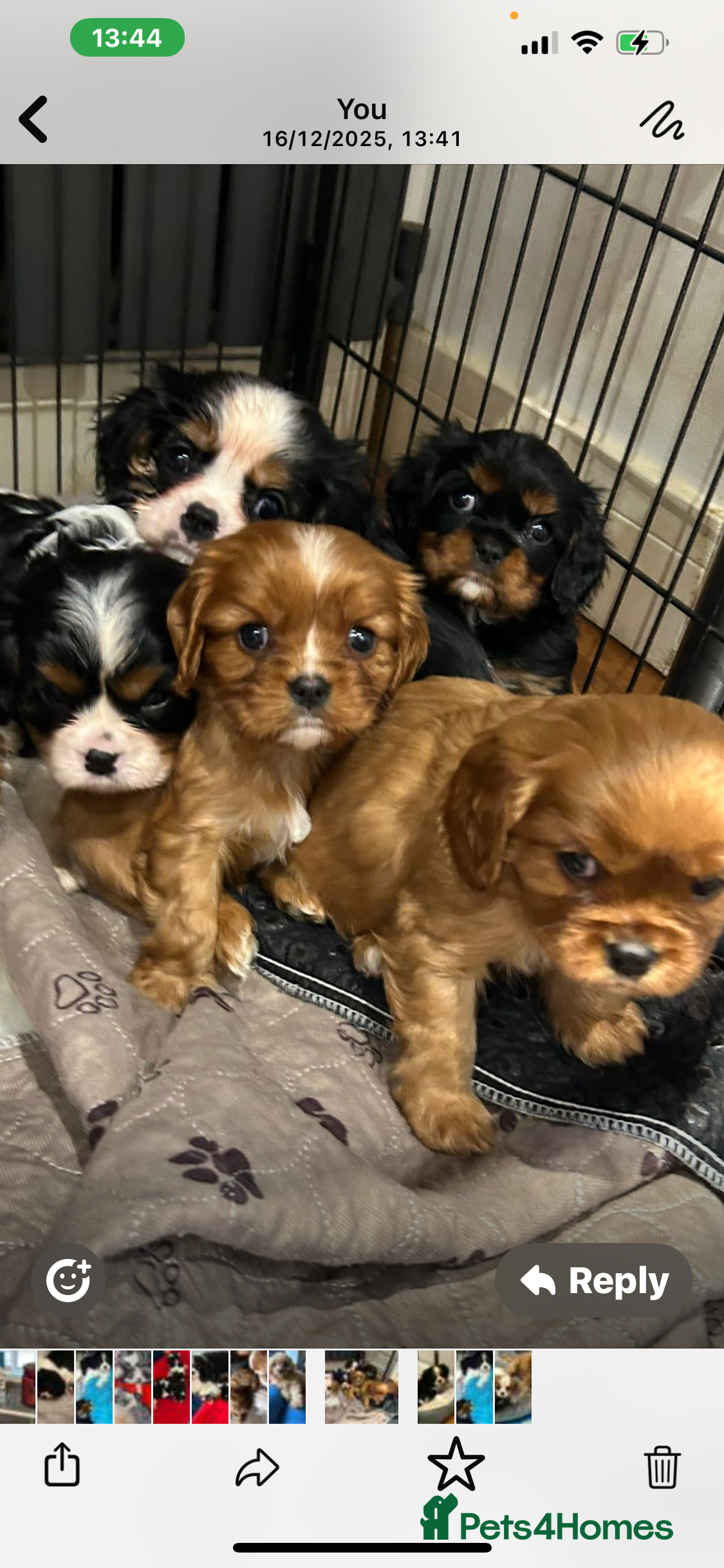 Cavalier King Charles Spaniel dogs Health tested pups - Advert 13