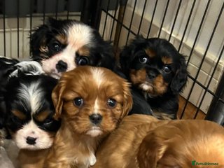 Cavalier King Charles Spaniel dogs Health tested pups - Advert 13
