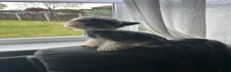 Yorkshire Terrier dogs for sale: Ready NOW !! Yorkshire terrier puppies  - Advert 14