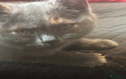 British Shorthair cats for sale: GCCF British Shorthair kittens - Image 6