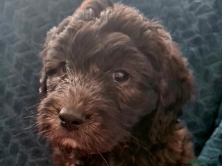 Labradoodle dogs 💫✨ Mini Labradoodles – Last 3 Girls! ✨💫 - Advert 4