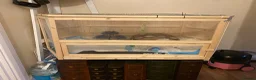 Pygmy Hedgehog rodents for sale: Hand Tame Pygmy Hedgehog with cage & accessories  - Advert 18