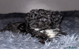 Cavapoo dogs for sale: F2B Cavapoo puppies  - Image 6