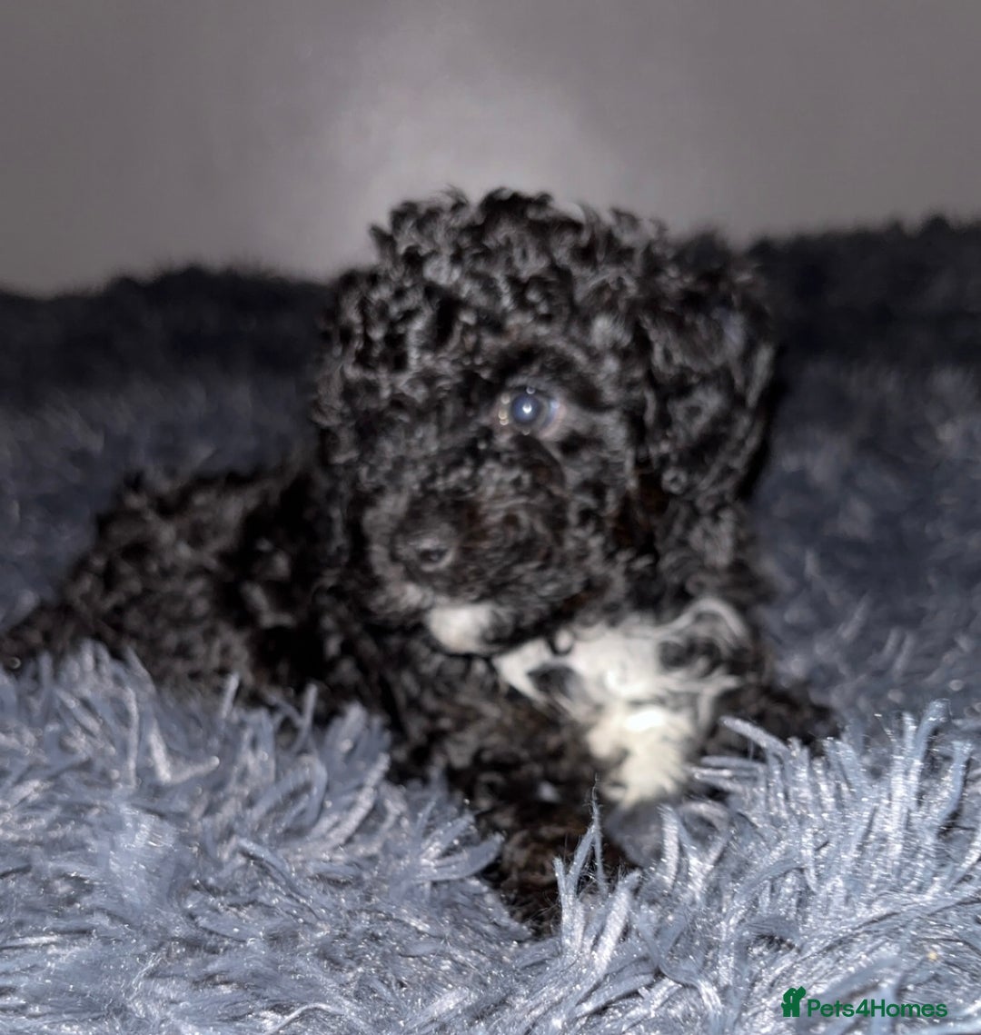 Cavapoo dogs for sale: F2B Cavapoo puppies  - Image 6