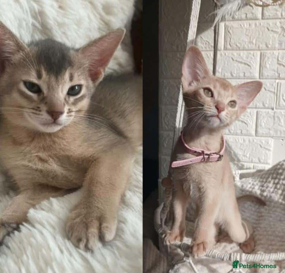 Abyssinian cats Beautiful Abyssinian Kittens  - Advert 4