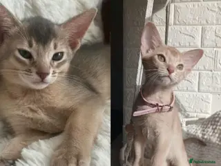 Abyssinian cats Beautiful Abyssinian Kittens - Advert 4