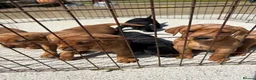 Labrador Retriever dogs for sale: Kc registered health tested Labrador puppy’s  - Advert 11