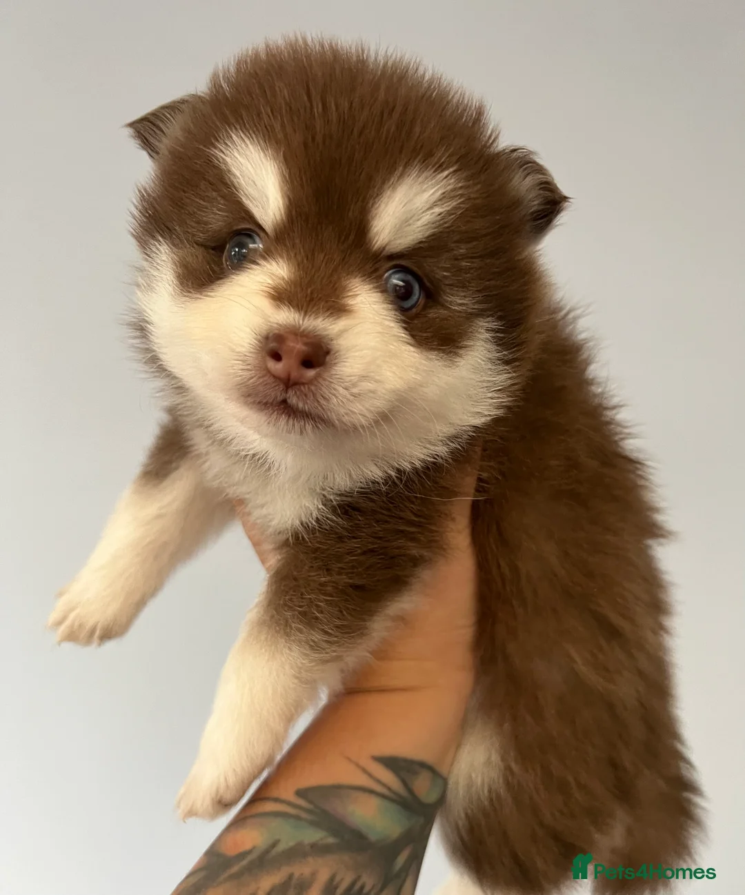 Gallery Image {{count}}