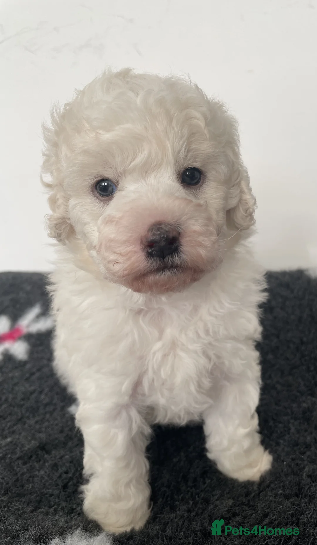Miniature Poodle dogs for sale: Gorgeous Miniature Poodle puppies - Advert 17