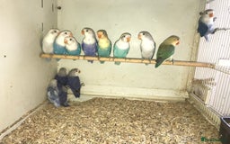 Lovebirds birds for sale: Fischer’s lovebirds  - Image 5