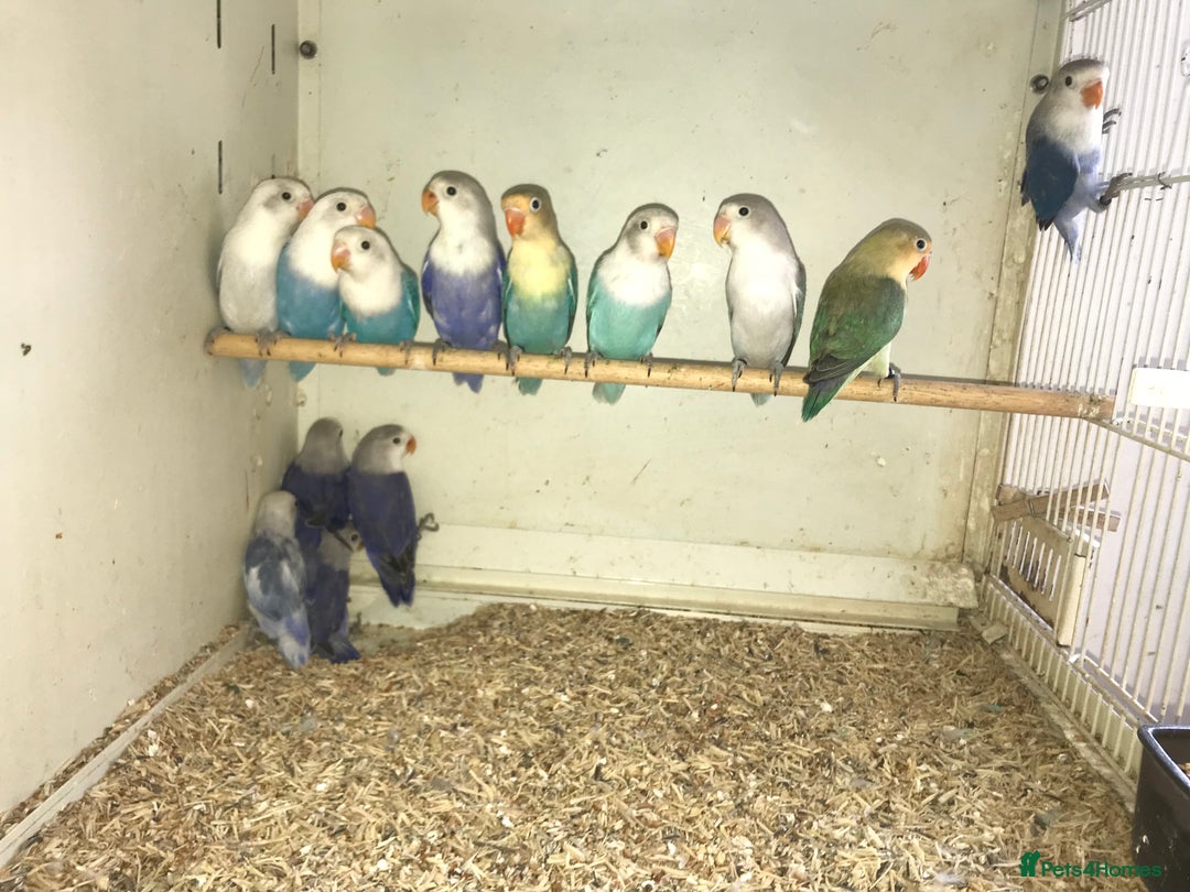 Lovebirds birds for sale: Fischer’s lovebirds  - Image 5