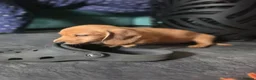 Miniature Dachshund dogs for sale: Miniature dachshund  - Advert 2