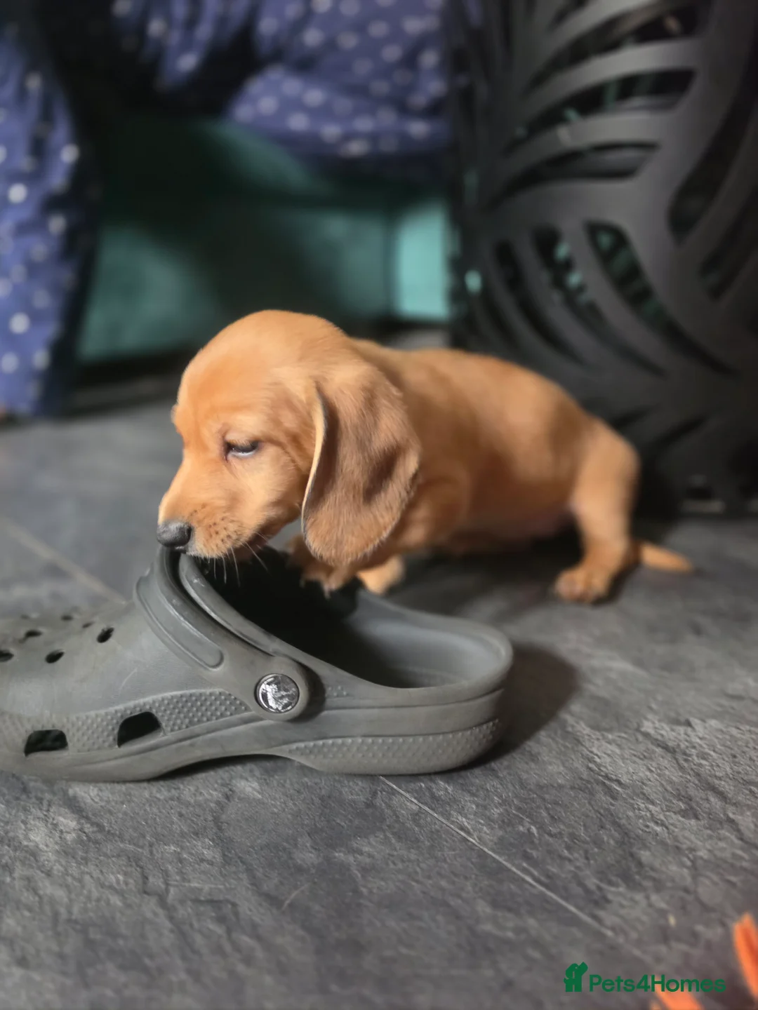 Miniature Dachshund dogs for sale: Miniature dachshund  - Advert 2