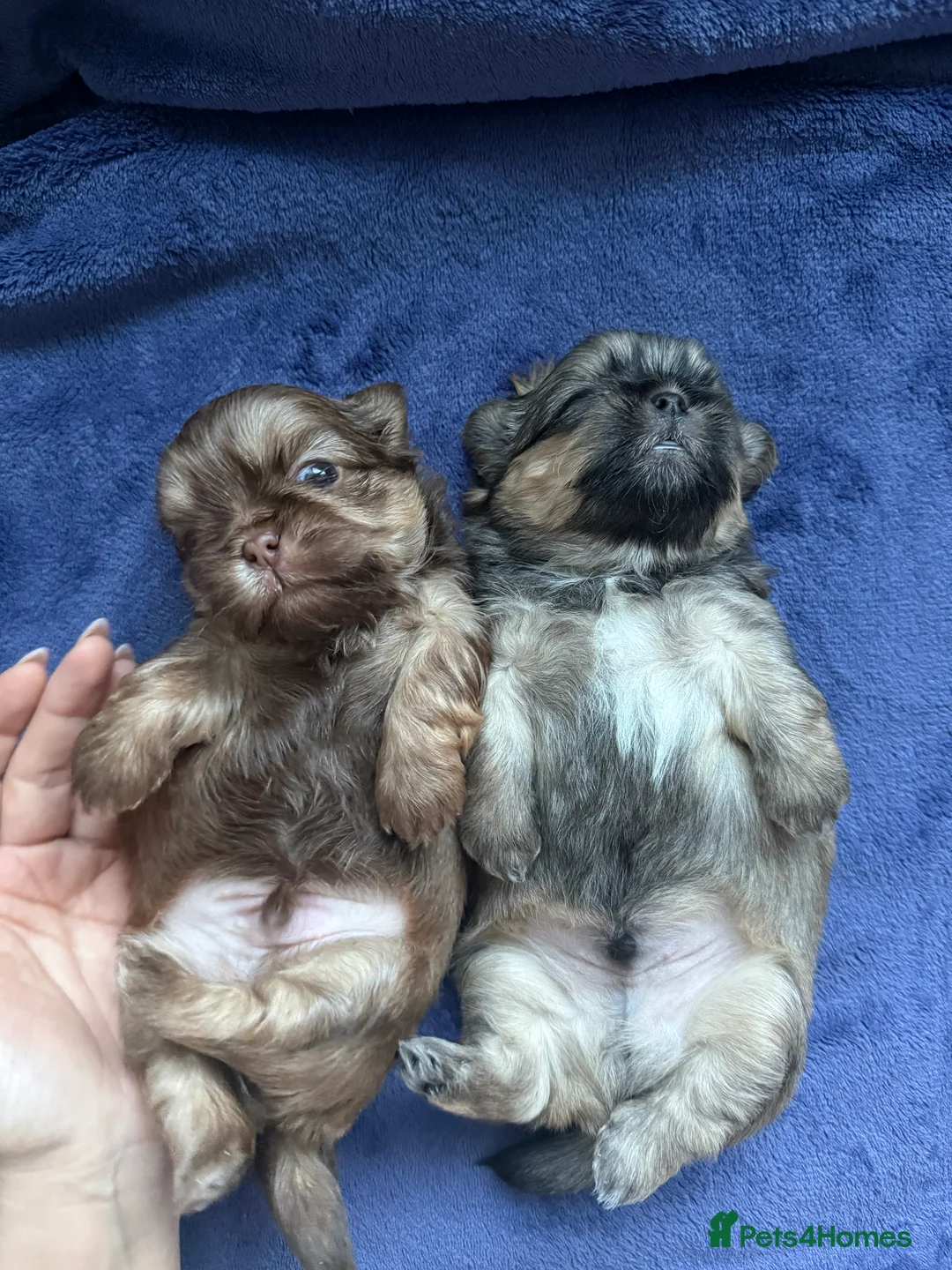 Shih Tzu dogs for sale: Shih tzu  - Advert 5
