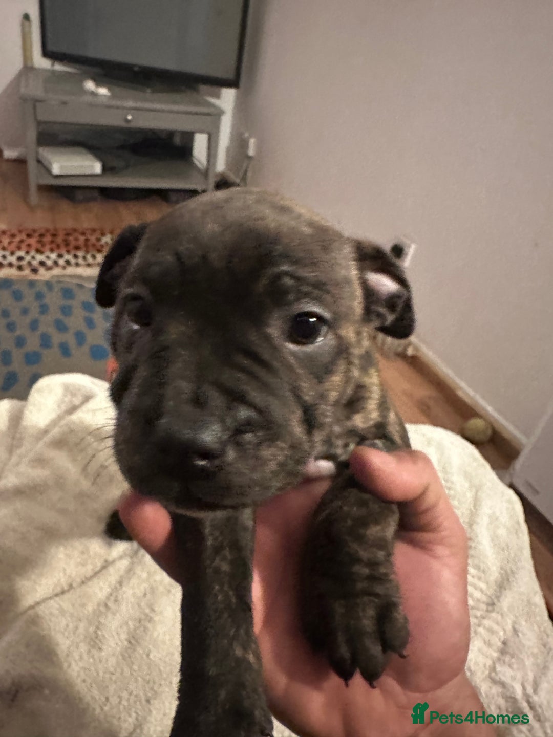 Mixed Breed dogs for sale: Beautiful staffy puppies looking for forever home  - Advert 38