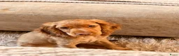 Cocker Spaniel dogs for sale: Honey sable cocker spaniel  in London - Advert 8