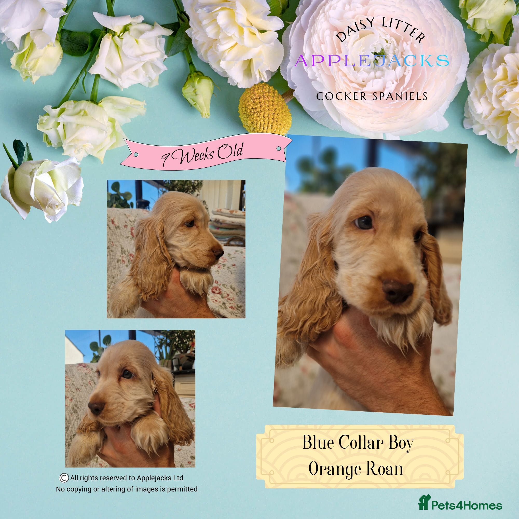 Cocker Spaniel dogs Pedigree Golden Cocker Spaniel pups - Advert 2