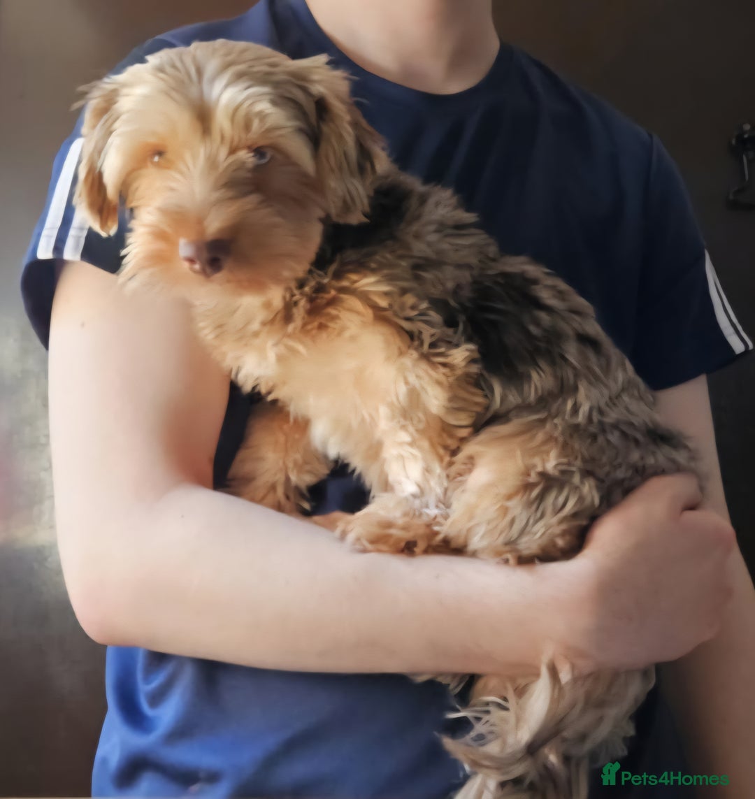 Yorkshire Terrier dogs for sale: 🤎 Chocolate merle female 🤎 - Image 1