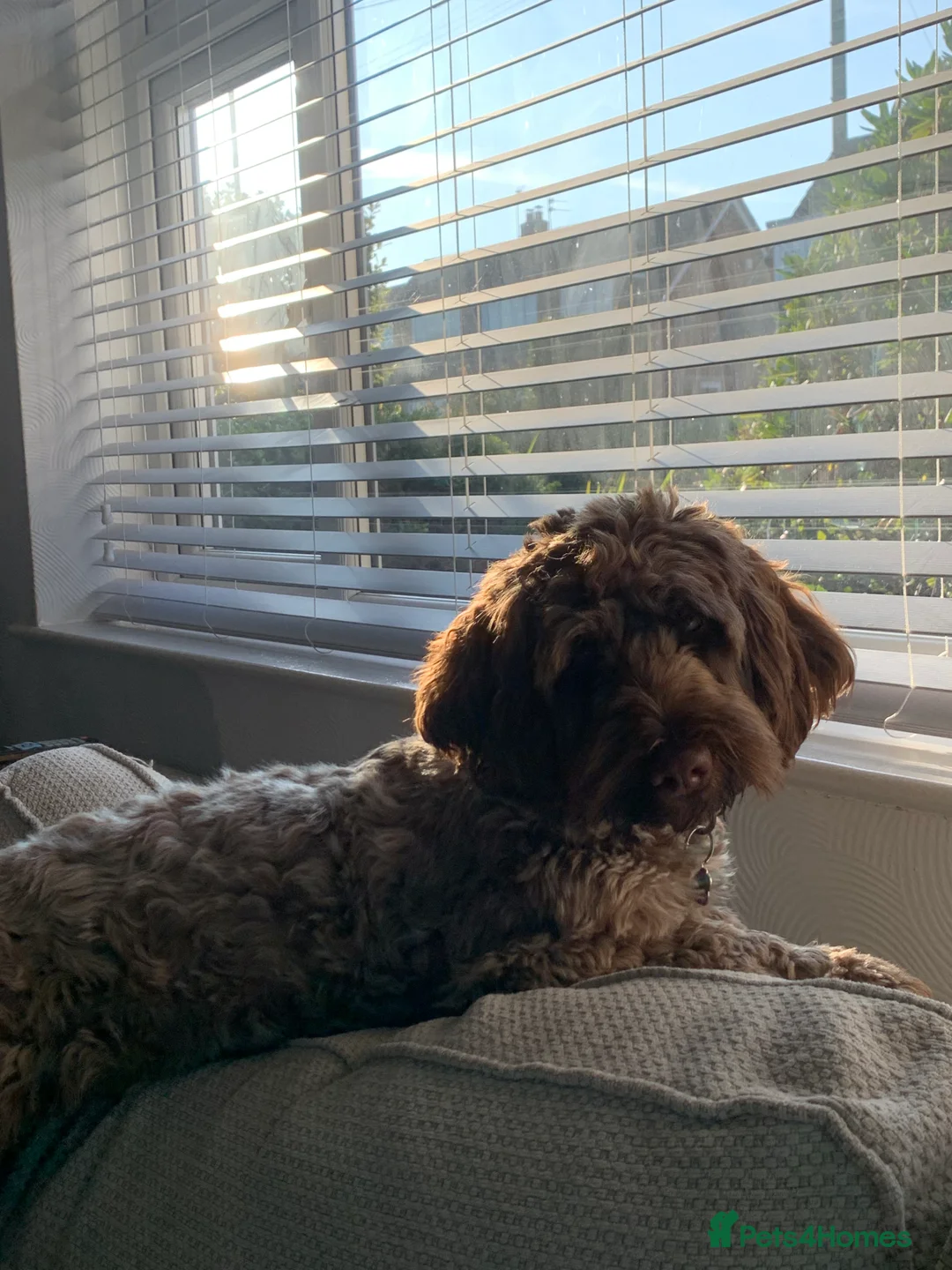 Mixed Breed dogs for sale: Experienced spaniel home adolescent sprockerpoo - Advert 4