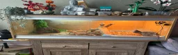 Bearded Dragon reptiles for sale: Bearded Dragon with full 4ft vivarium set up in Chesterfield - Advert 6
