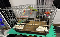 Parakeets birds for sale: Parakeet - FREE - Image 4