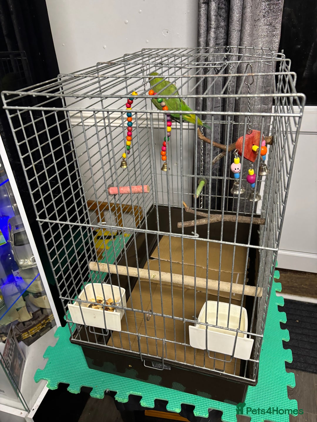 Parakeets birds for sale: Parakeet - FREE - Image 4