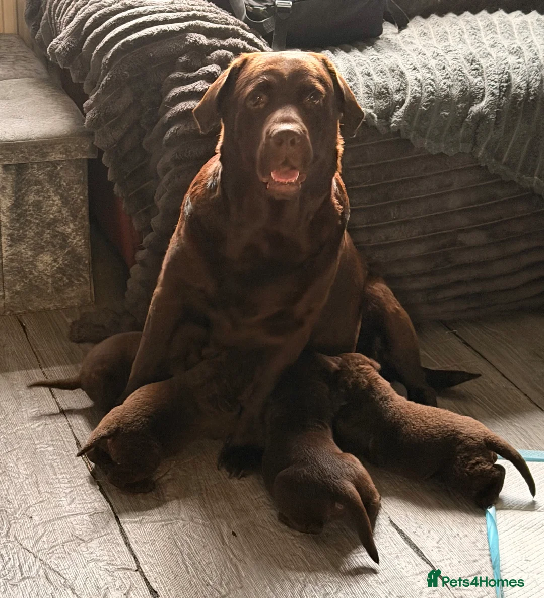 Labrador Retriever dogs for sale: Chocolate Labrador puppies 🤎 - Advert 2