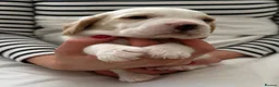 Beagle dogs for sale: Kc reg Charterwood /Davicard  Show winning    - Advert 13