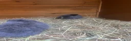 Mini Lop rabbits for sale: Mini lops beautiful bunnies 😍 - Advert 2