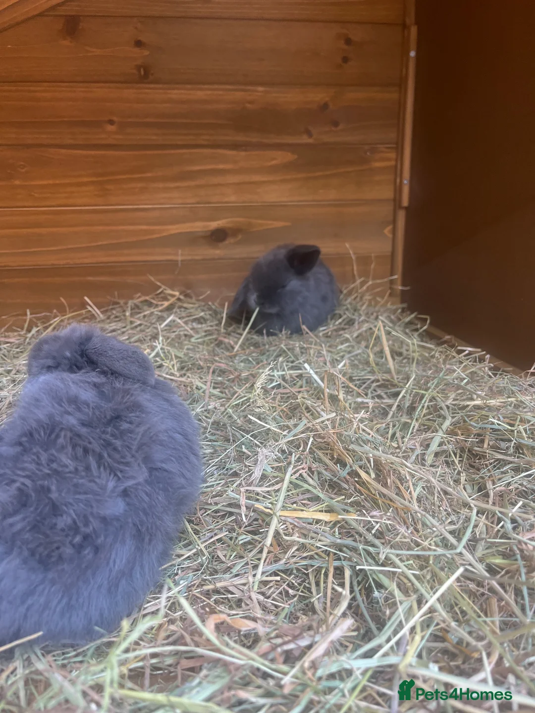 Mini Lop rabbits for sale: Mini lops beautiful bunnies 😍 - Advert 2