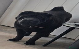 Shar Pei dogs for sale: Beautiful Female shar pei  - Image 4