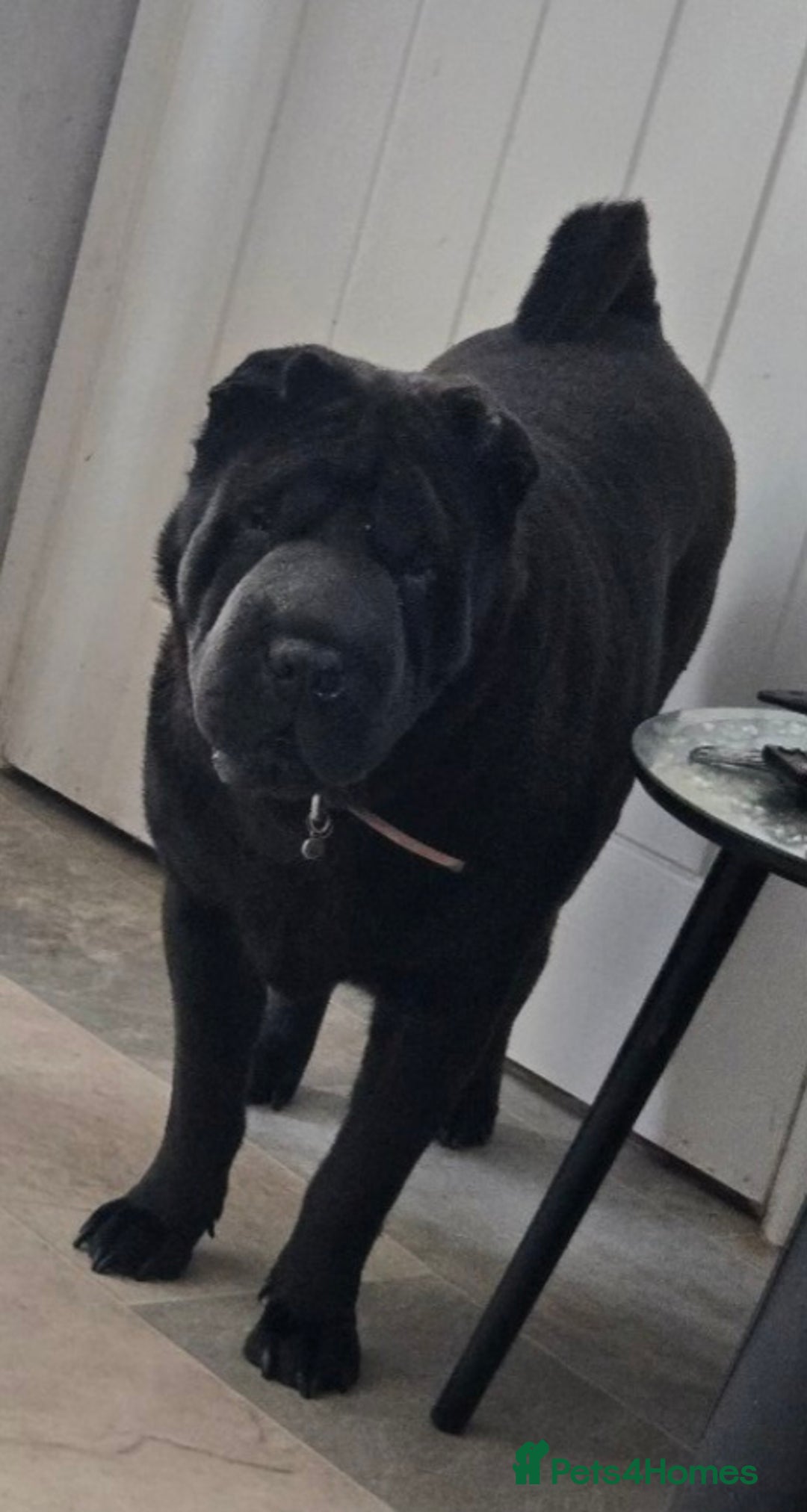 Shar Pei dogs for sale: Beautiful Female shar pei  - Image 4