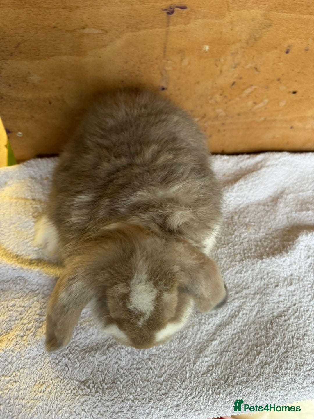 French Lop rabbits for sale: Purebred French Lop baby rabbits for sale  - Advert 5