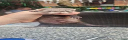 Ferret rodents for sale: Ferret kits  in Bishop Auckland - Advert 5