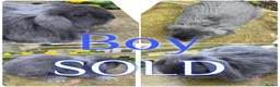 Mini Lop rabbits for sale: Beautiful Baby Mini Lop Rabbits For Sale 8 Weeks   - Advert 3